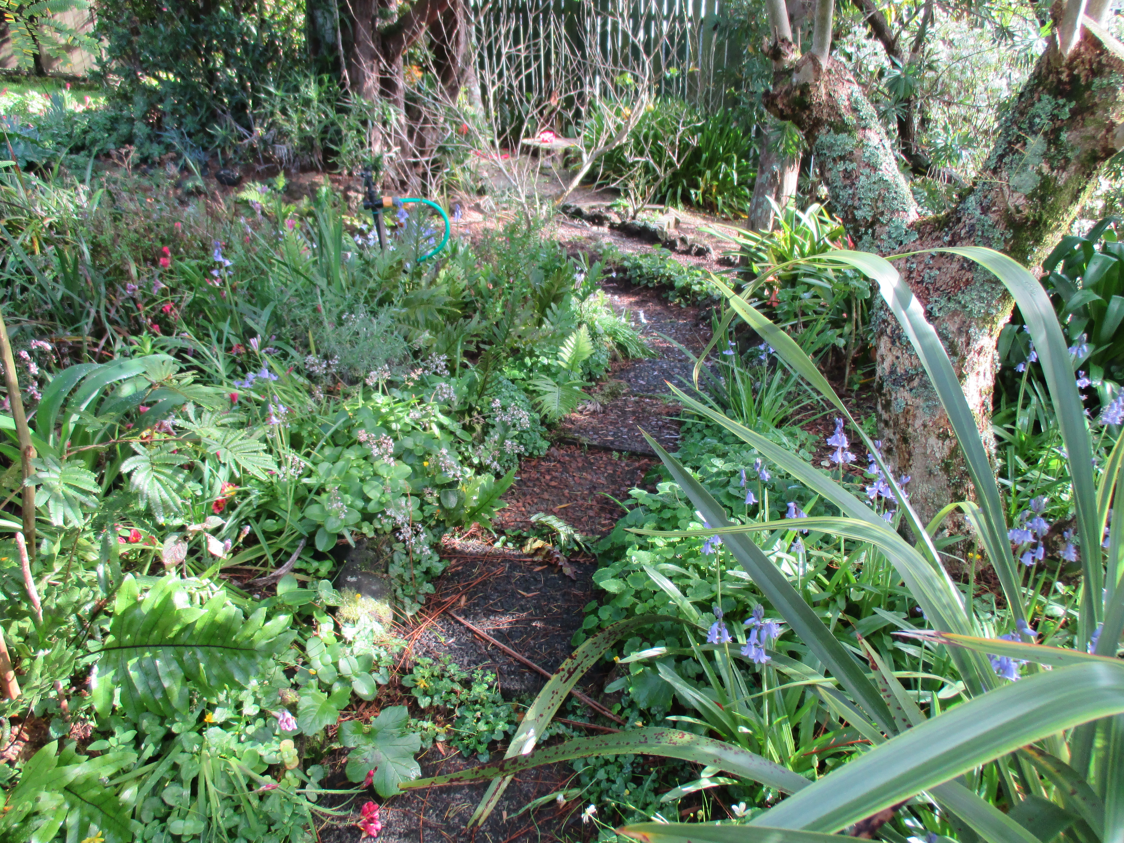 Path 6