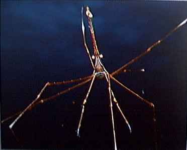 Arrow crab