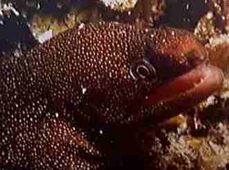 Moray