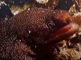 Moray eel