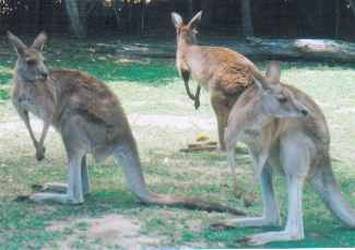 roos